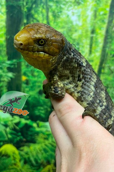 Magazoo Monkey tail skink