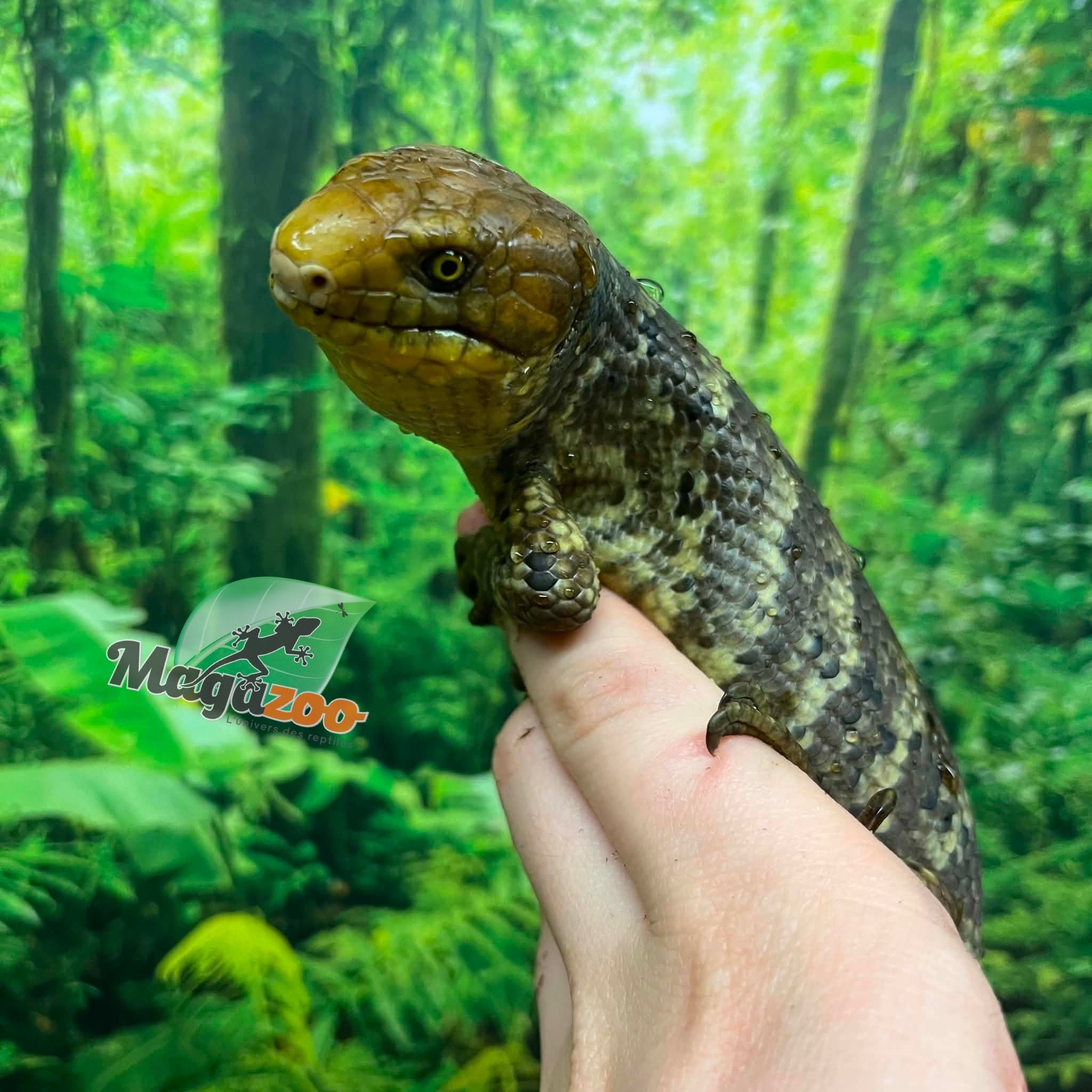 Magazoo Monkey tail skink
