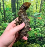 Magazoo Monkey tail skink