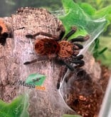 Magazoo Green Bottle Blue tarantula (1'') (Sold with enclosure) / Chromatopelma cyaneopubescens