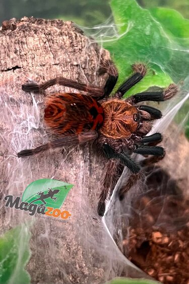 Magazoo Mygale Green Bottle Blue (1'') (Vendu avec enclos) / Chromatopelma cyaneopubescens