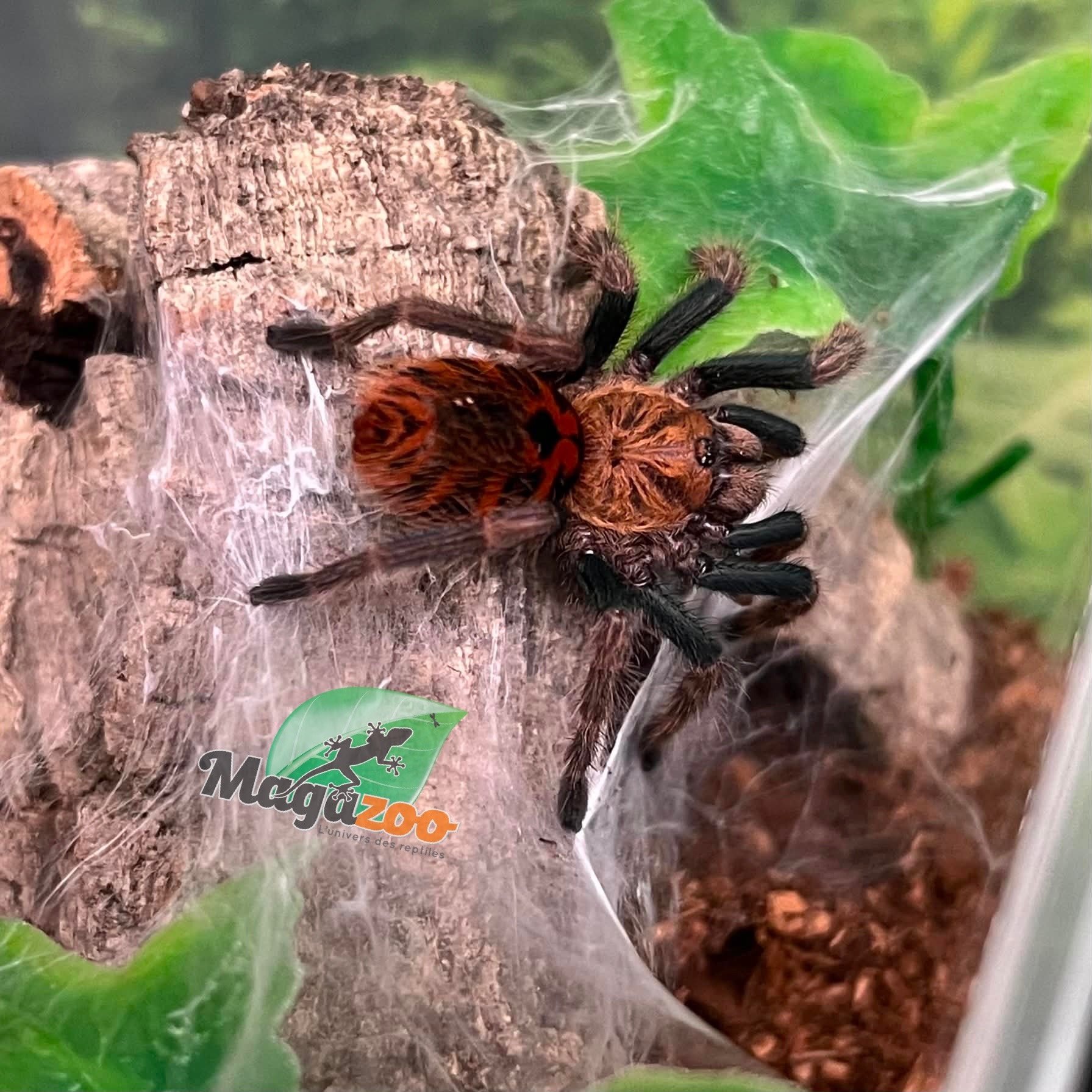 Magazoo Green Bottle Blue tarantula (1'') (Sold with enclosure) / Chromatopelma cyaneopubescens