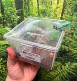 Magazoo Green Bottle Blue tarantula (1'') (Sold with enclosure) / Chromatopelma cyaneopubescens