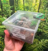 Magazoo Mygale Green Bottle Blue (1'') (Vendu avec enclos) / Chromatopelma cyaneopubescens