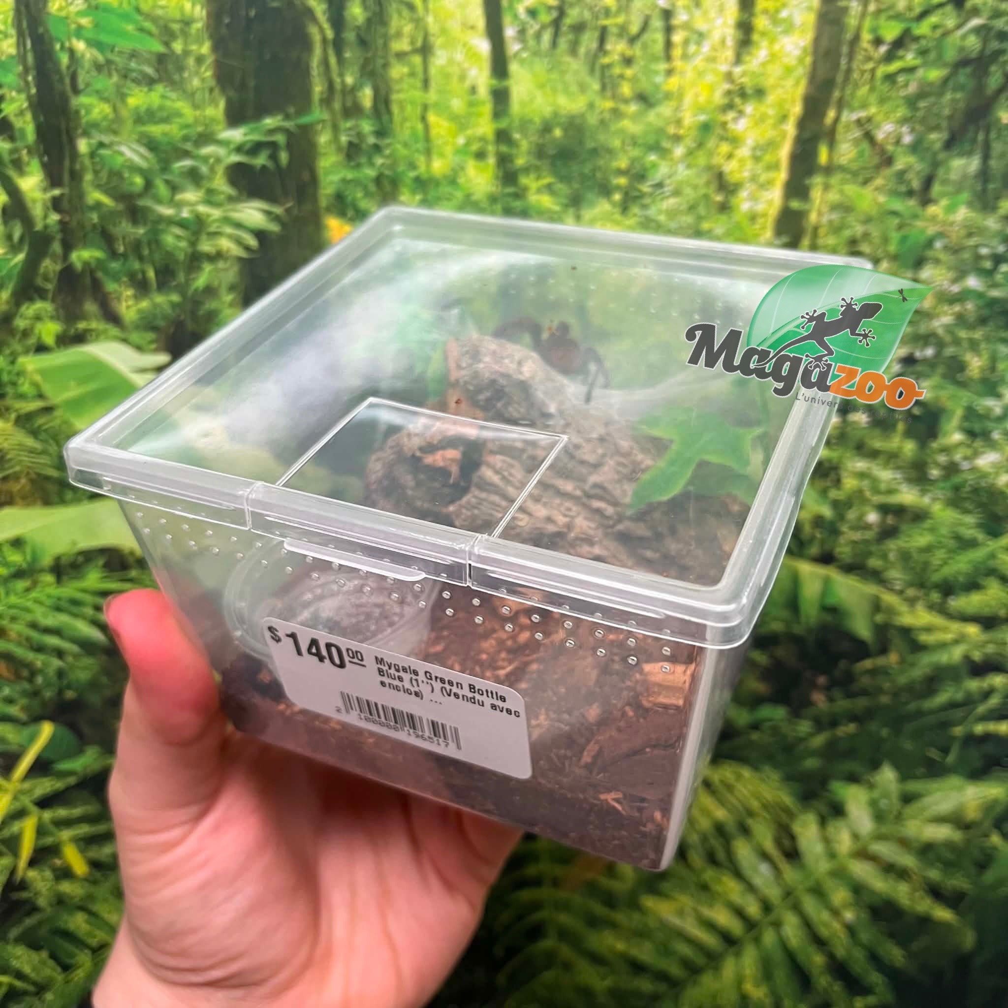 Magazoo Mygale Green Bottle Blue (1'') (Vendu avec enclos) / Chromatopelma cyaneopubescens