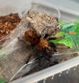 Magazoo Green Bottle Blue tarantula (1'') (Sold with enclosure) / Chromatopelma cyaneopubescens