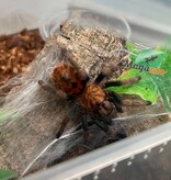 Magazoo Mygale Green Bottle Blue (1'') (Vendu avec enclos) / Chromatopelma cyaneopubescens
