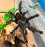 Magazoo Guyana pink toe tarantula 3'' /Avicularia avicularia