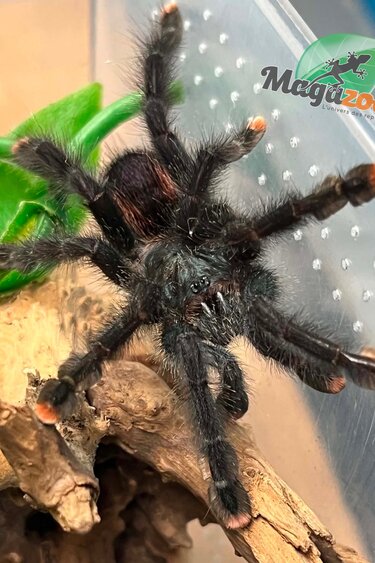 Magazoo Mygale à orteil rose 3'' /Avicularia avicularia
