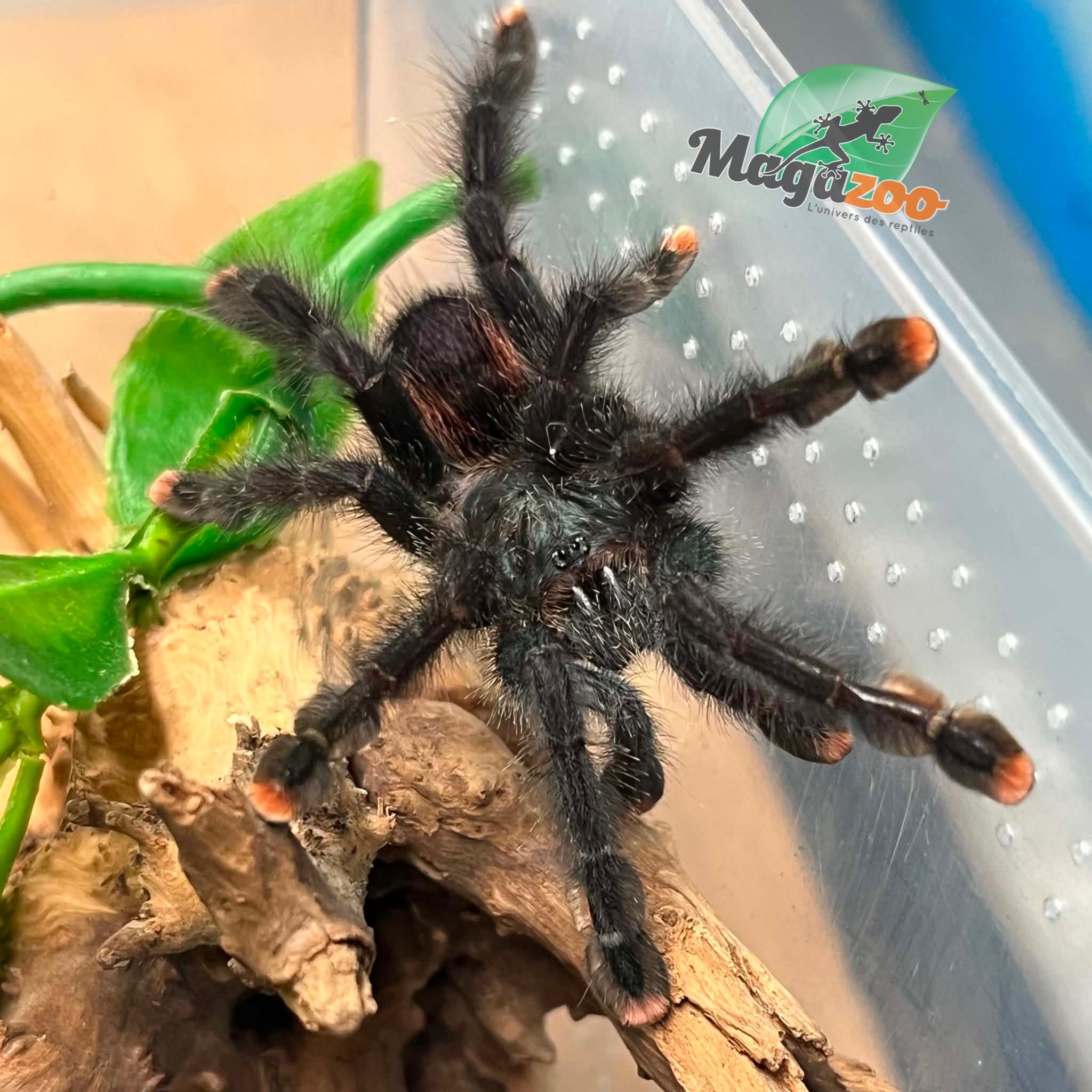 Magazoo Mygale à orteil rose 3'' /Avicularia avicularia