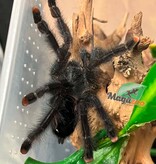 Magazoo Mygale à orteil rose 3'' /Avicularia avicularia