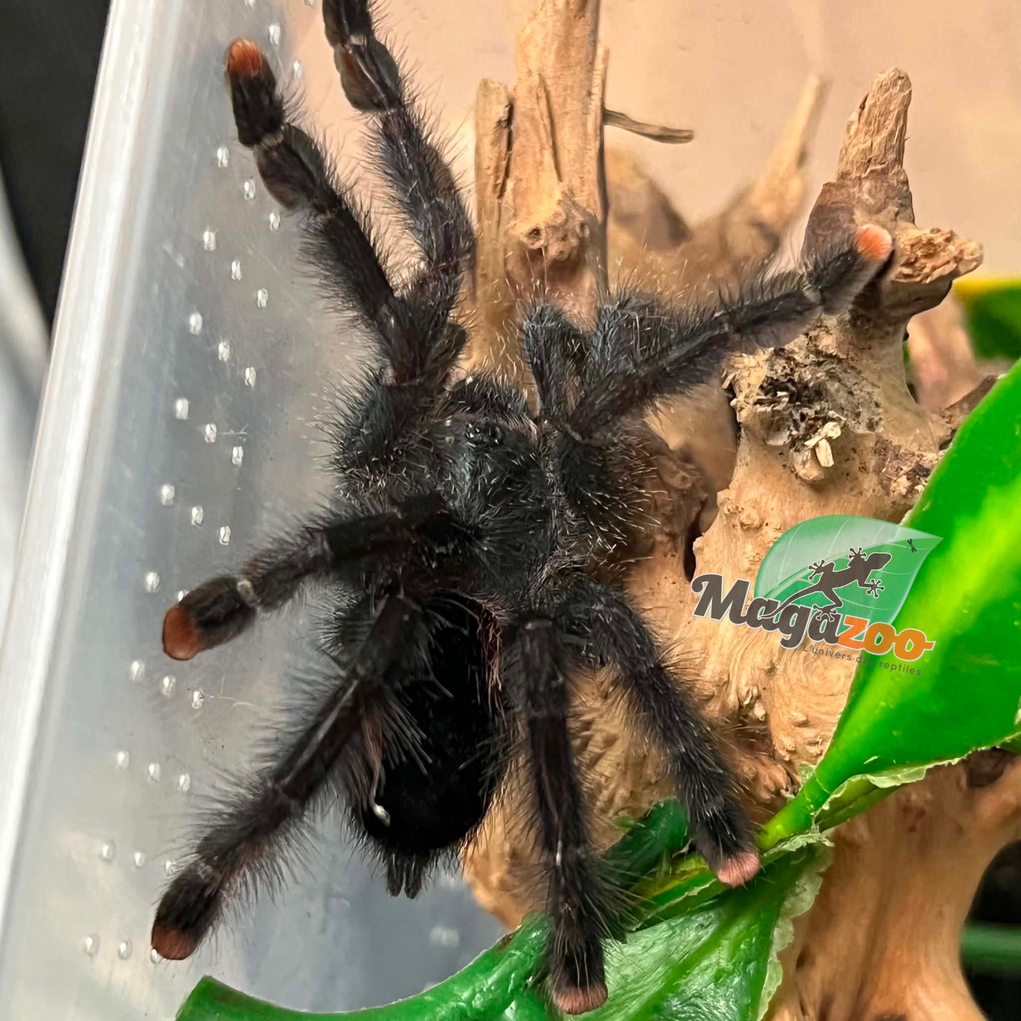 Magazoo Guyana pink toe tarantula 3'' /Avicularia avicularia