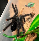 Magazoo Mygale à orteil rose 3'' /Avicularia avicularia