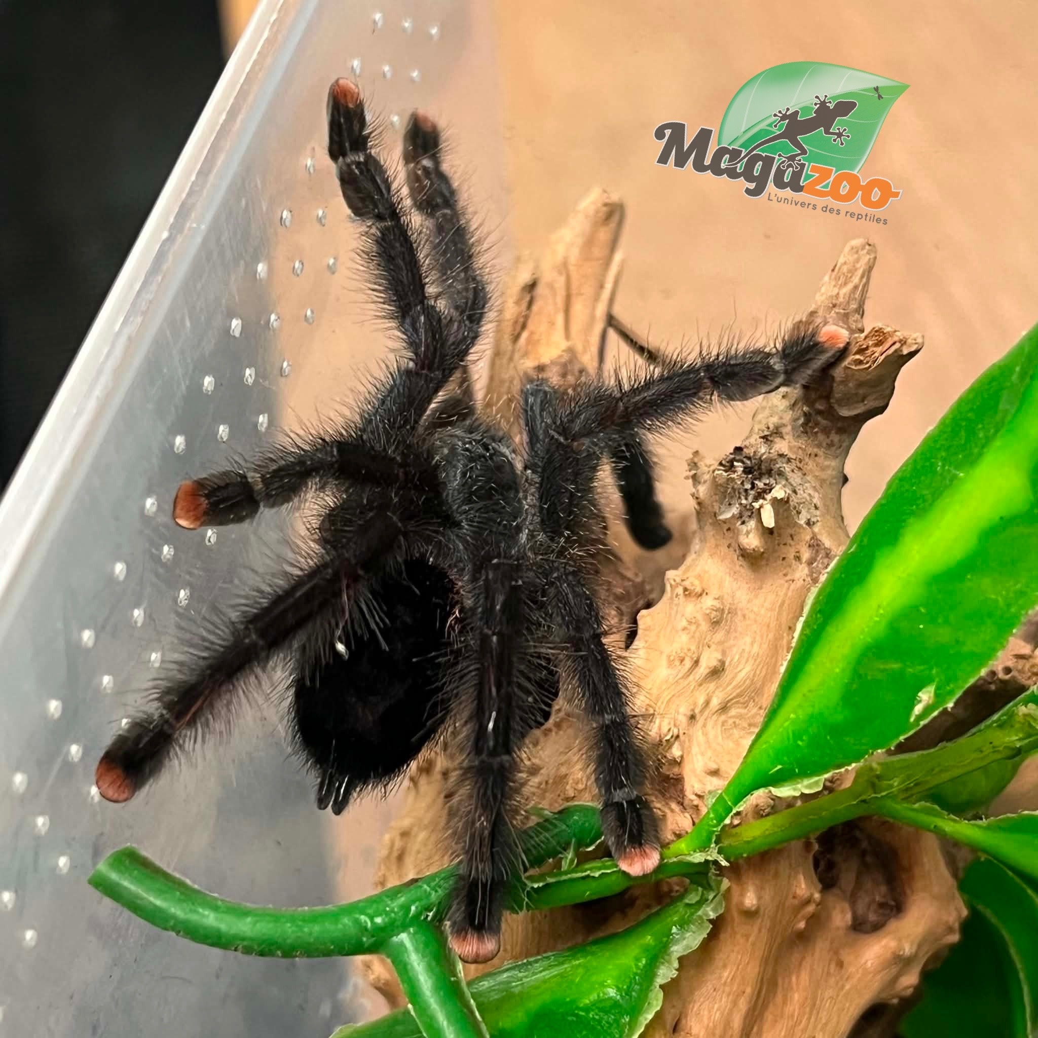 Magazoo Mygale à orteil rose 3'' /Avicularia avicularia