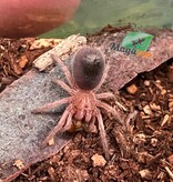 Magazoo Chilean rose tarantula NCF 1/2'' Sold with enclosure / Grammostola rosea NCF