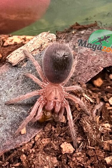 Magazoo Mygale rosée du Chili NCF 1/2'' Vendu avec enclos / Grammostola rosea NCF