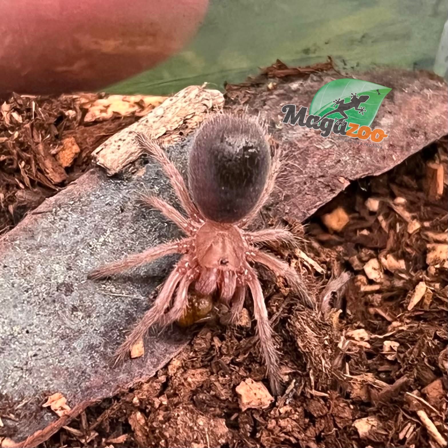 Magazoo Mygale rosée du Chili NCF 1/2'' Vendu avec enclos / Grammostola rosea NCF