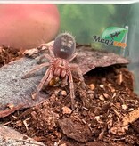 Magazoo Chilean rose tarantula NCF 1/2'' Sold with enclosure / Grammostola rosea NCF