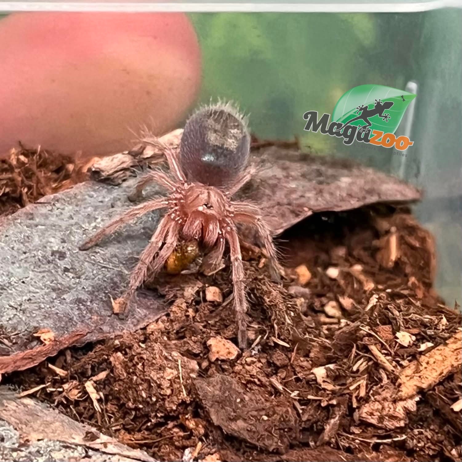 Magazoo Mygale rosée du Chili NCF 1/2'' Vendu avec enclos / Grammostola rosea NCF