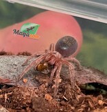 Magazoo Mygale rosée du Chili NCF 1/2'' Vendu avec enclos / Grammostola rosea NCF