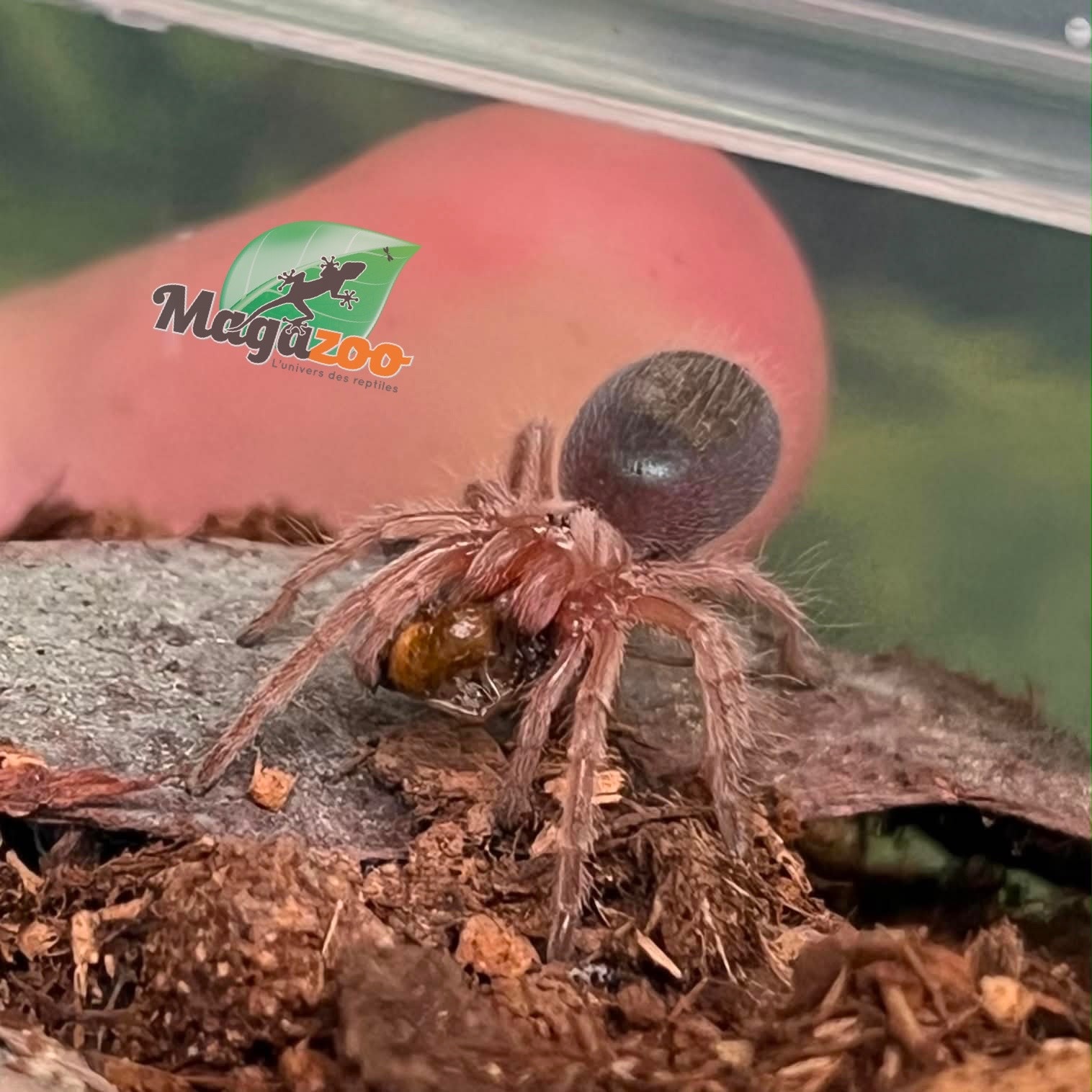 Magazoo Chilean rose tarantula NCF 1/2'' Sold with enclosure / Grammostola rosea NCF