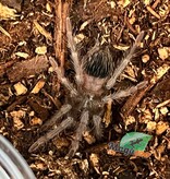 Magazoo Mygale ''Salmon pink'' (3/4 '' ) Vendu avec enclos /Lasiodora parahybana
