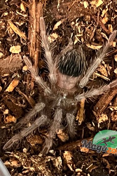 Magazoo Brazillian salmon pink tarantula (3/4 '' ) Sold with enclosure /Lasiodora parahybana
