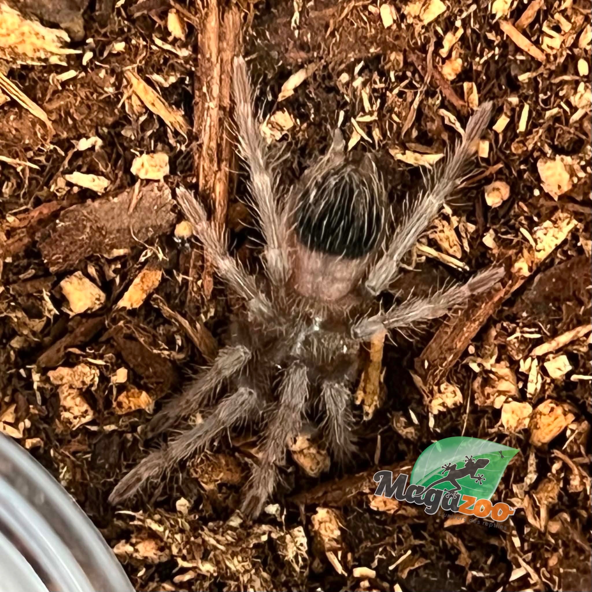 Magazoo Brazillian salmon pink tarantula (3/4 '' ) Sold with enclosure /Lasiodora parahybana