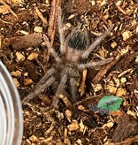 Magazoo Mygale ''Salmon pink'' (3/4 '' ) Vendu avec enclos /Lasiodora parahybana
