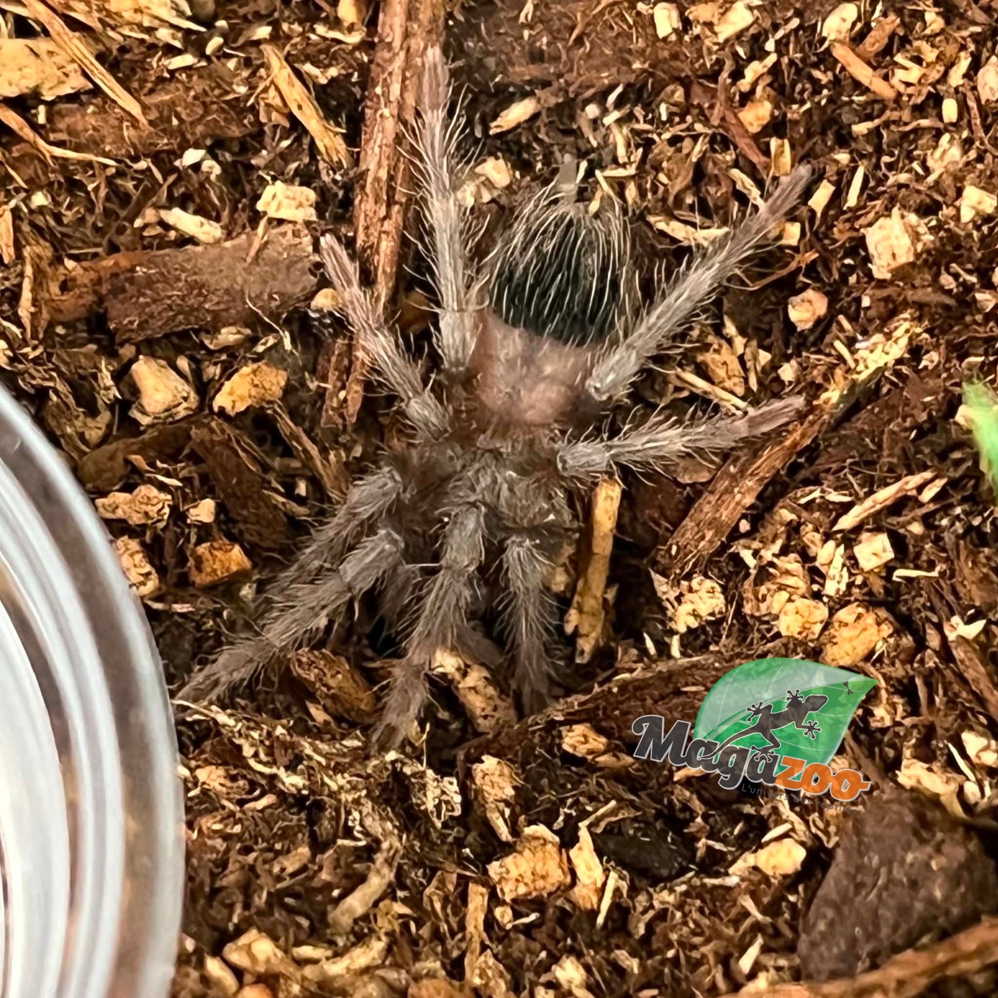 Magazoo Brazillian salmon pink tarantula (3/4 '' ) Sold with enclosure /Lasiodora parahybana