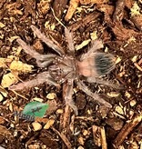Magazoo Brazillian salmon pink tarantula (3/4 '' ) Sold with enclosure /Lasiodora parahybana