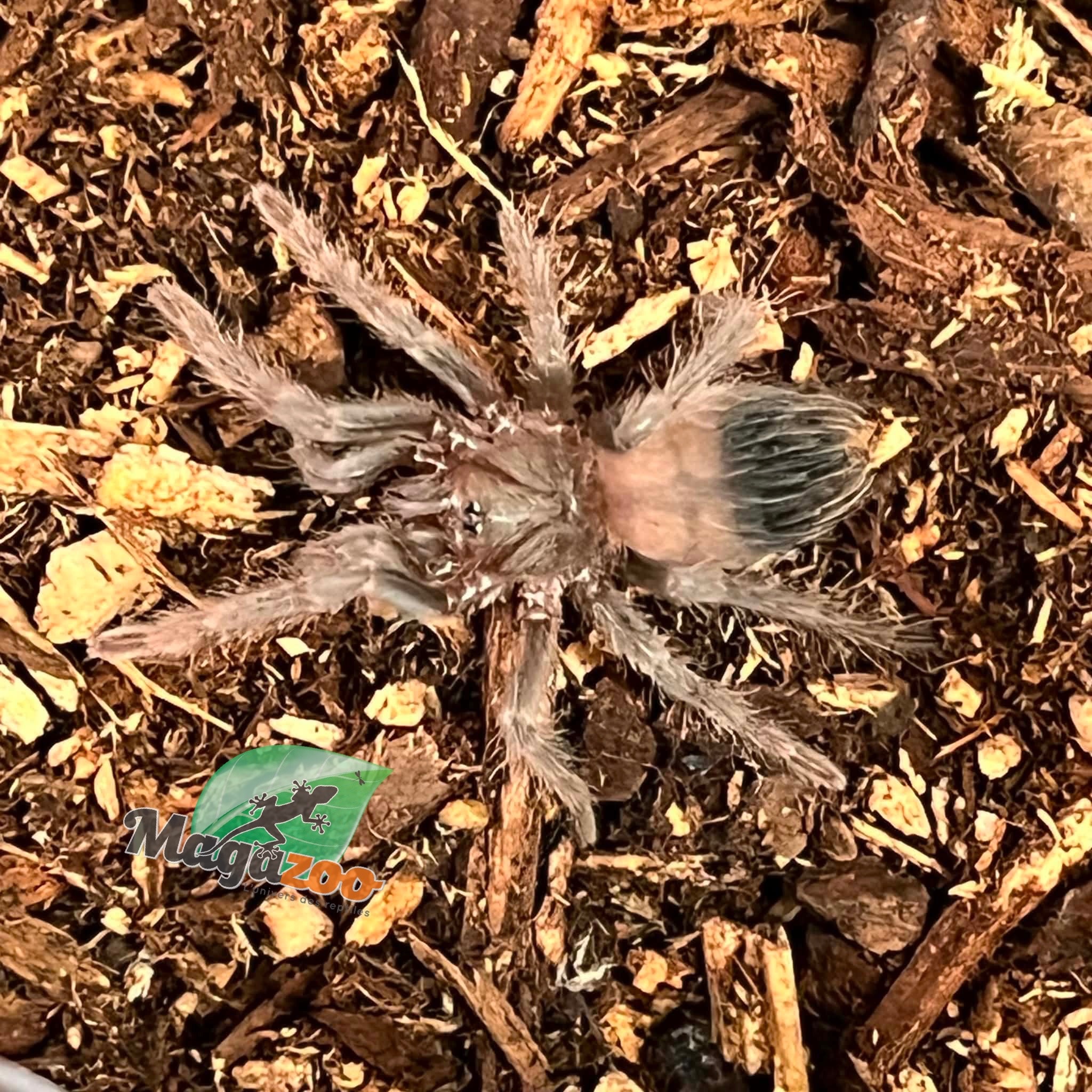 Magazoo Brazillian salmon pink tarantula (3/4 '' ) Sold with enclosure /Lasiodora parahybana