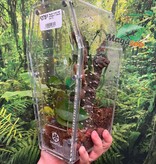Magazoo Mygale à orteil rose antillaise (1'')(Vendu avec Tarantula Crib 10*5*5'') / Caribena versicolor