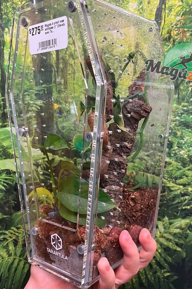 Magazoo Versicolor pink toe tarantula (1'')(Sold with Tarantula Crib 10*5*5'') / Caribena versicolor