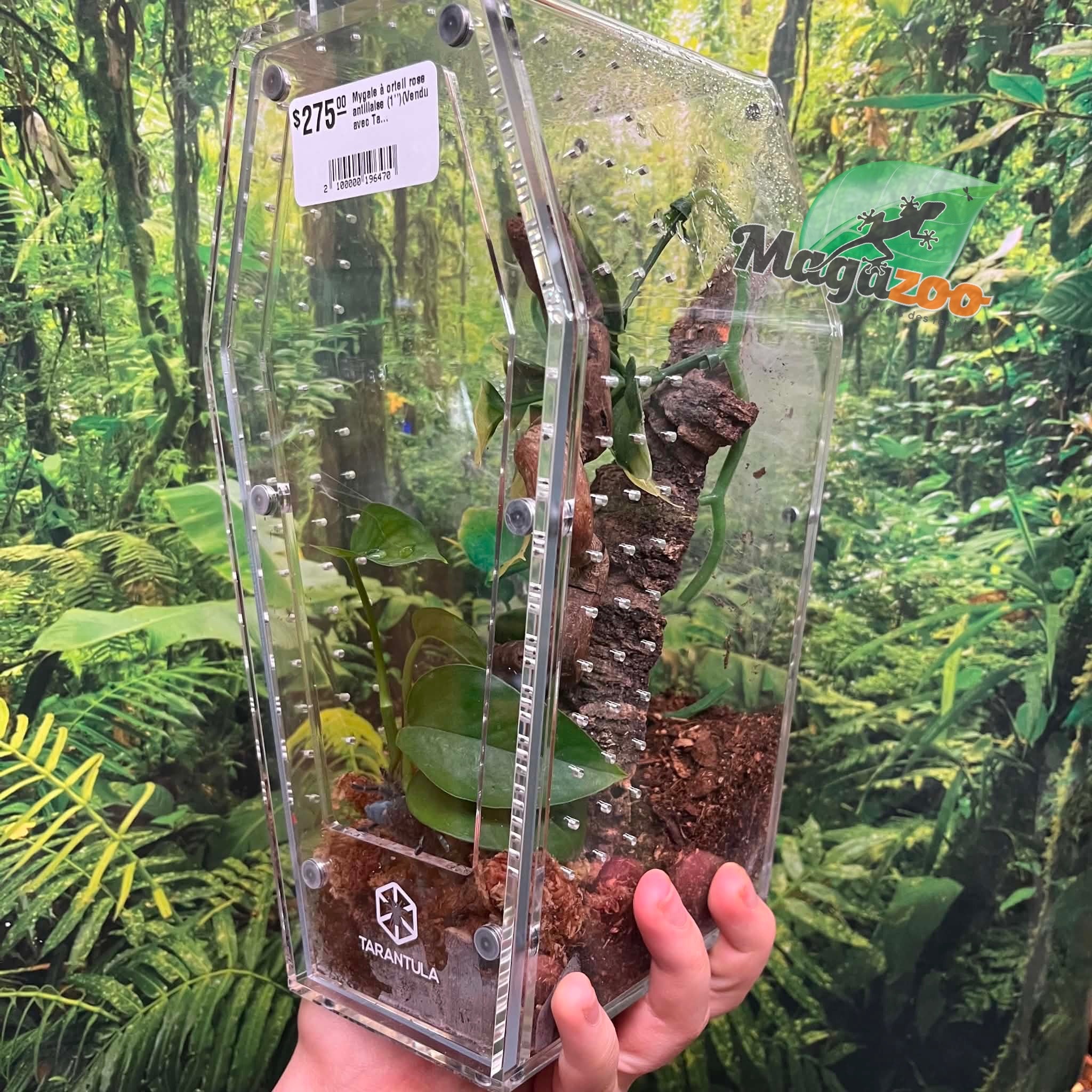 Magazoo Mygale à orteil rose antillaise (1'')(Vendu avec Tarantula Crib 10*5*5'') / Caribena versicolor