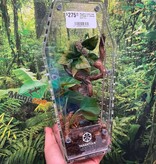 Magazoo Mygale à orteil rose antillaise (1'')(Vendu avec Tarantula Crib 10*5*5'') / Caribena versicolor