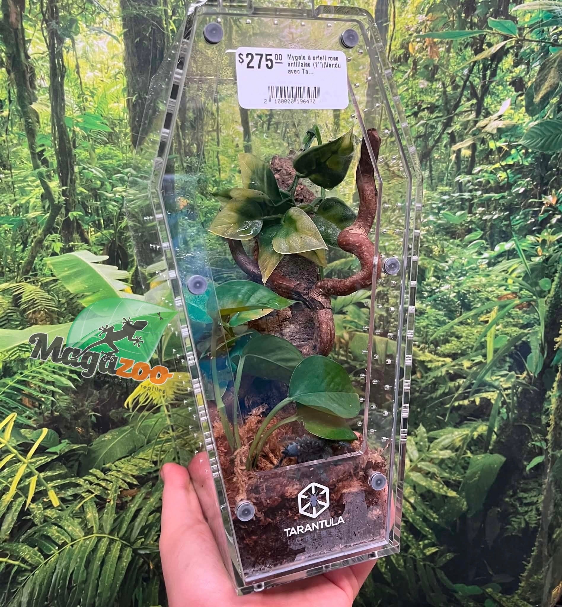 Magazoo Mygale à orteil rose antillaise (1'')(Vendu avec Tarantula Crib 10*5*5'') / Caribena versicolor