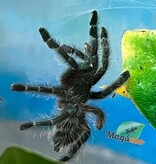 Magazoo Mygale à orteil rose antillaise (1'')(Vendu avec Tarantula Crib 10*5*5'') / Caribena versicolor