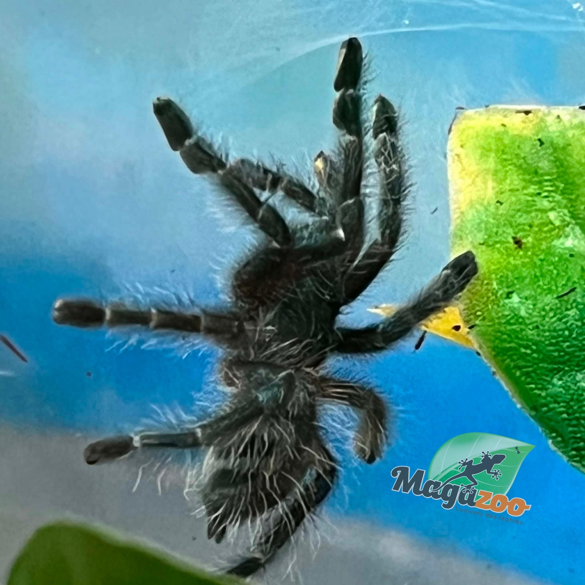 Magazoo Mygale à orteil rose antillaise (1'')(Vendu avec Tarantula Crib 10*5*5'') / Caribena versicolor