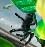 Magazoo Mygale à orteil rose antillaise (1'')(Vendu avec Tarantula Crib 10*5*5'') / Caribena versicolor