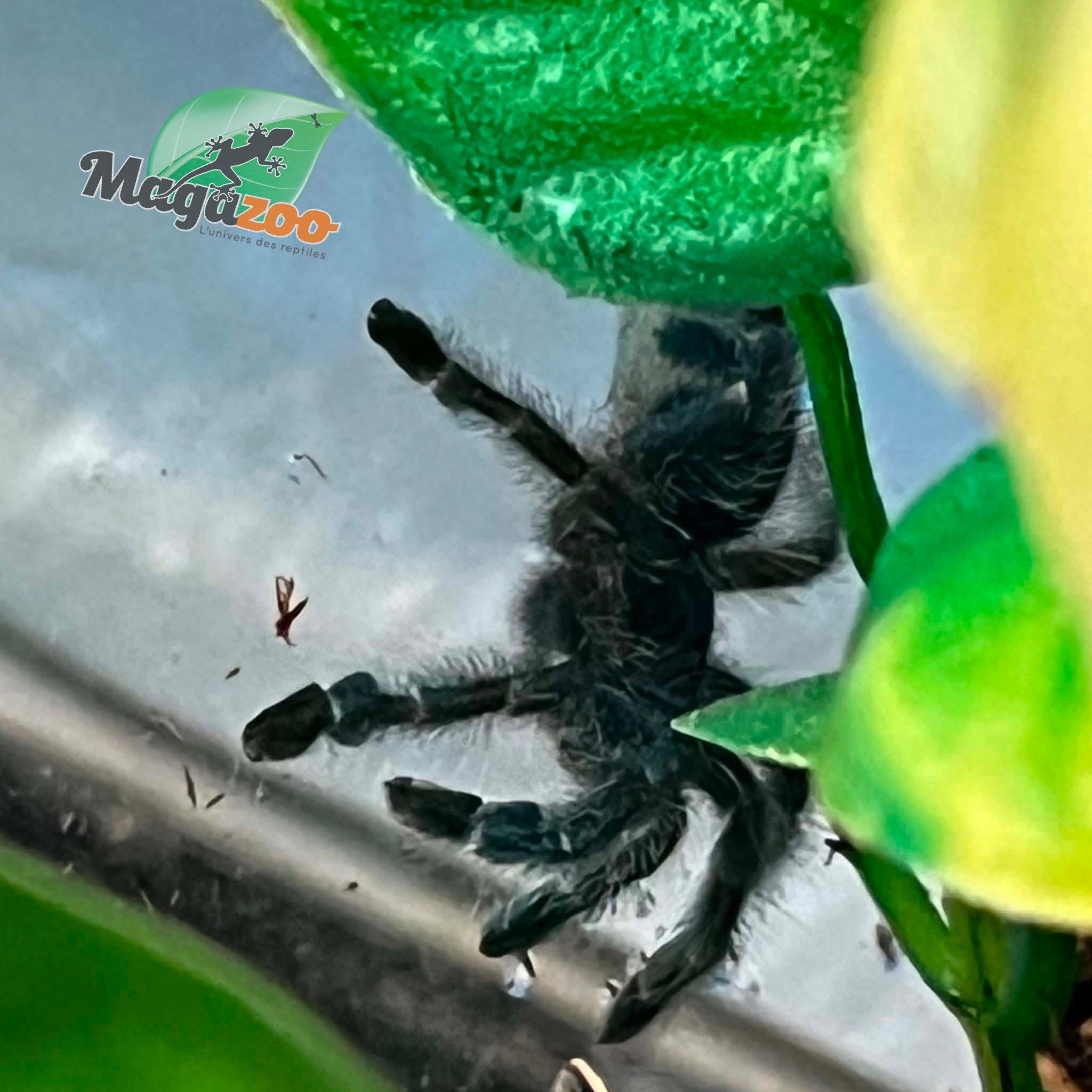 Magazoo Versicolor pink toe tarantula (1'')(Sold with Tarantula Crib 10*5*5'') / Caribena versicolor