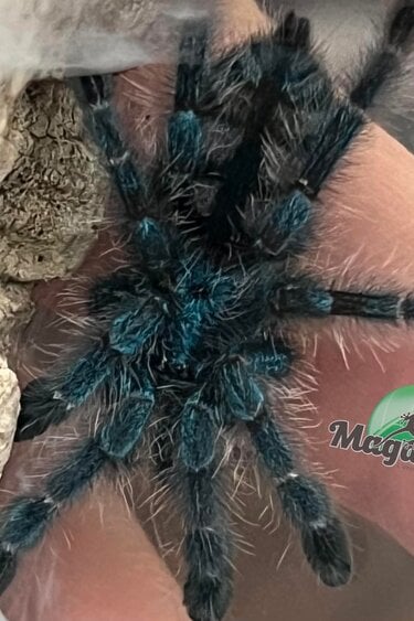 Magazoo Versicolor pink toe tarantula (1'') Sold with enclosure/ Caribena versicolor