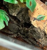 Magazoo Baby Great horned baboon tarantula 1'' (Sold with enclosure) /Ceratogyrus marshalli