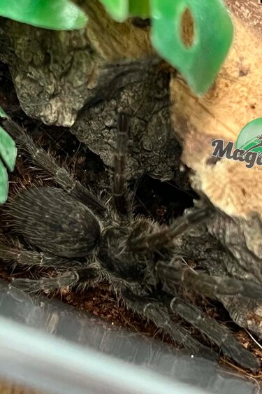 Magazoo Mygale à corne Bébé 1'' (Vendu avec enclos) /Ceratogyrus marshalli