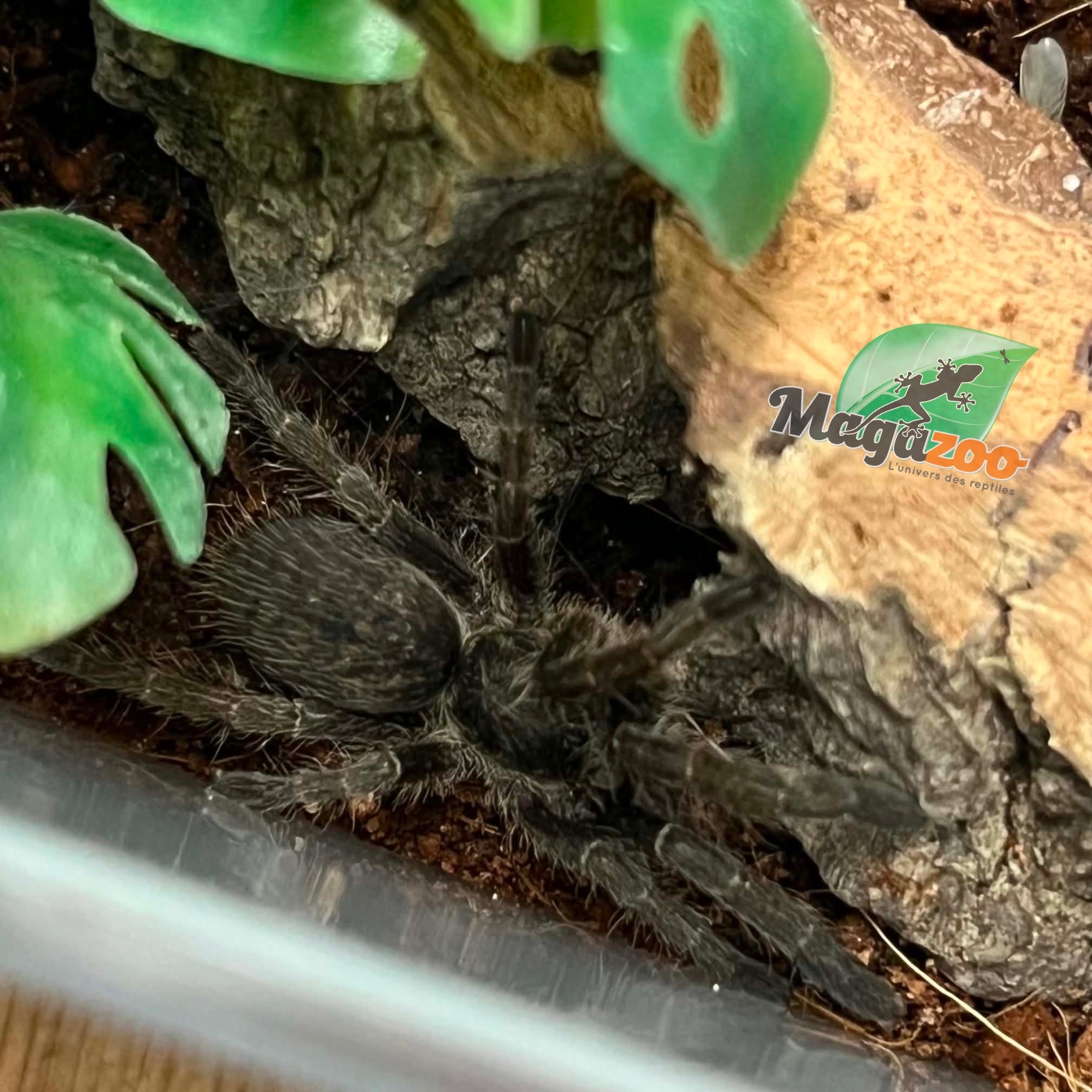 Magazoo Mygale à corne Bébé 1'' (Vendu avec enclos) /Ceratogyrus marshalli