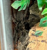 Magazoo Baby Great horned baboon tarantula 1'' (Sold with enclosure) /Ceratogyrus marshalli