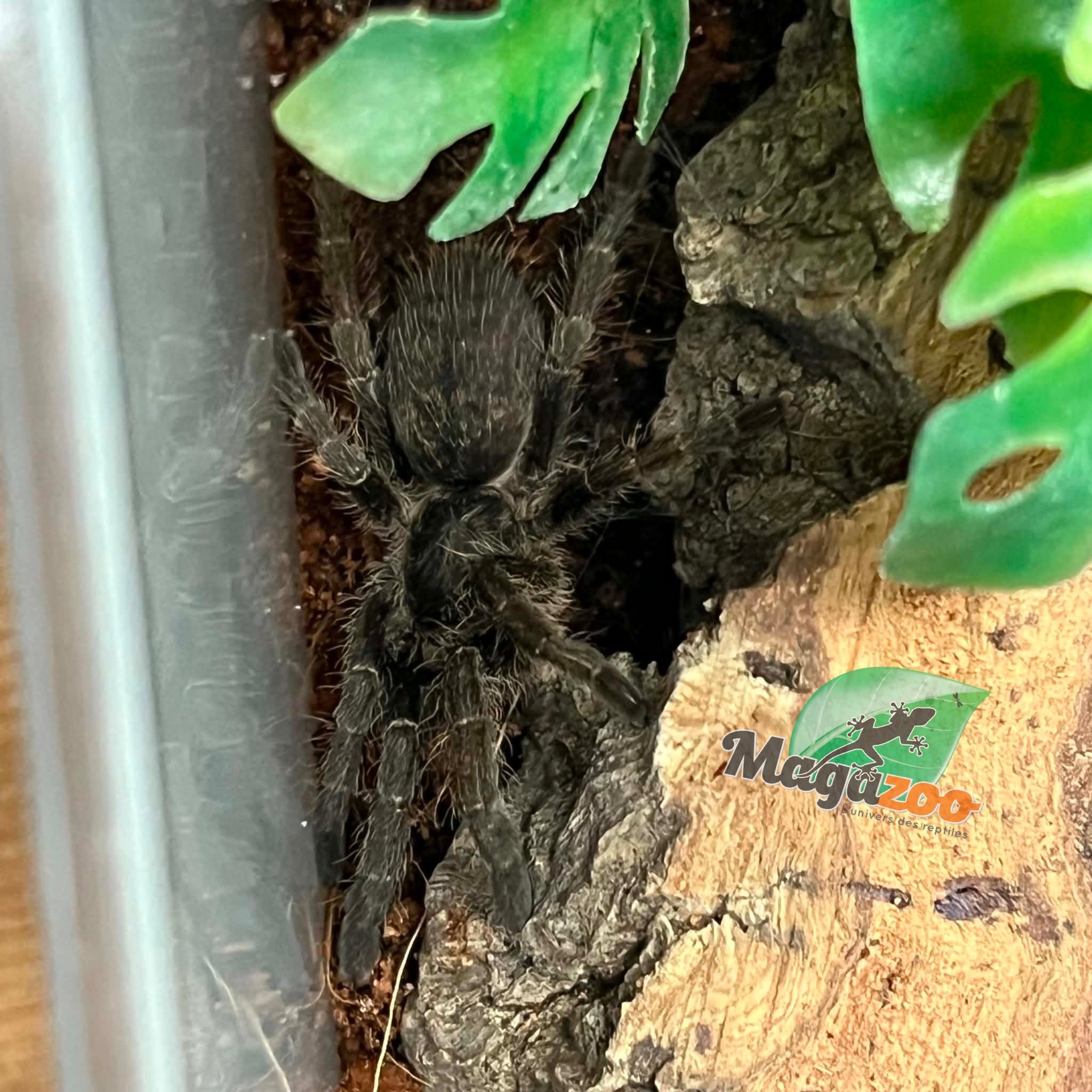 Magazoo Mygale à corne Bébé 1'' (Vendu avec enclos) /Ceratogyrus marshalli