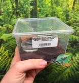 Magazoo Baby Great horned baboon tarantula 1'' (Sold with enclosure) /Ceratogyrus marshalli