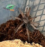 Magazoo Mygale mexicaine à jambes rouges (1'') (Vendu avec enclos) /Brachypelma emilia  bébé