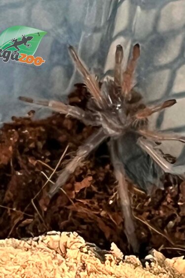 Magazoo Baby Mexican red leg tarantula (1'') (Sold with enclosure) /Brachypelma emilia